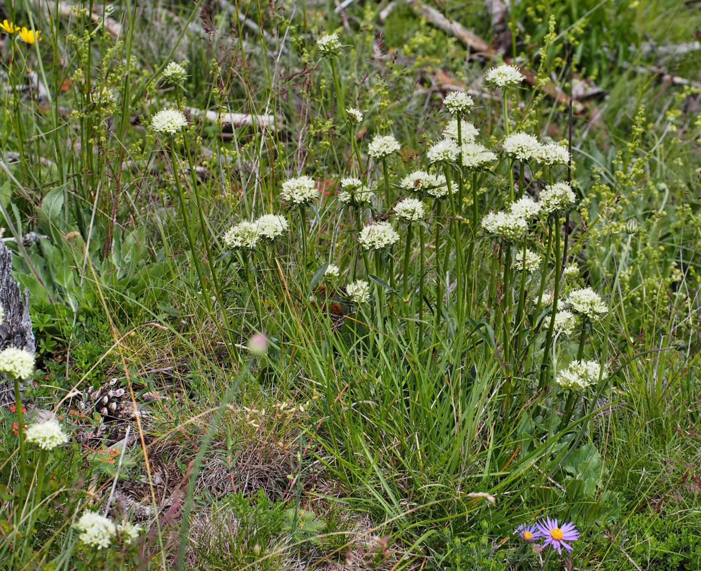 Soapwort, Alpine plant